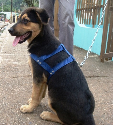 Cj es un cruce de pastor aleman con rottweiler Cj es un cruce de pastor aleman con rottweiler